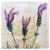 lavender_stoechas_2_macro.jpg