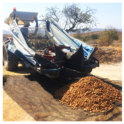 unload almond harvest.jpg